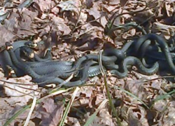 В лесах под Тамбовом активизировались змеи. Поговаривают о скрещенных с гадюками ужах