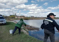 Никифоровский сахарный завод сливает неочищенные стоки в реку Польной Воронеж