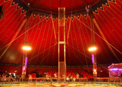 Тамбовчане снова жалуются на цирк под окнами