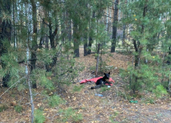 В Тамбовском районе рядом с военным полигоном нашли истерзанную собаку