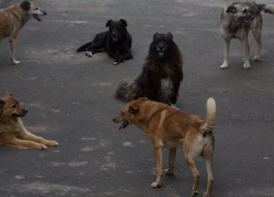 В Тамбове стая собак напала на 13-летнего мальчика