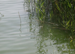 Реку Цну в черте Тамбова почистят за два года