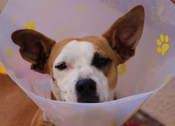 Как выбрать хорошую ветаптеку?