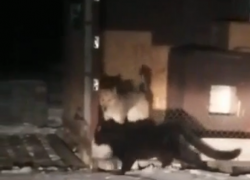 В полиции прокомментировали инцидент со сбежавшей пантерой на севере Тамбова