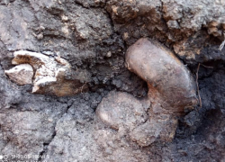 В Петровском районе водопроводчики раскопали захоронение Бронзового века