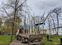В Тамбове потратят 15,5 миллиона рублей на опиловку старых деревьев и покупку саженцев