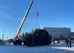 Ёлке с площади Ленина в Тамбове подарят вторую жизнь