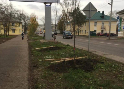 На улицах Тамбова в этом году высадят 1500 крупномеров