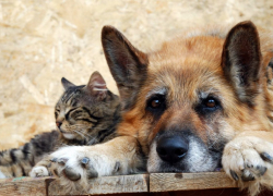 Поправки об обращении с бездомными животными хотят внести в Устав Тамбова