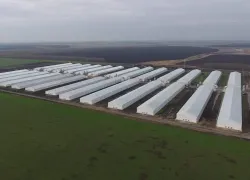 В отношении «Токарёвской птицефабрики» могут возбудить уголовное дело из-за загрязнения пруда