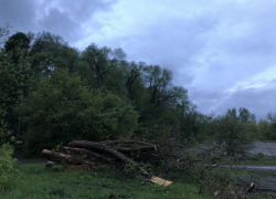 Строителя «народной» плотины в Тамбове могут обвинить в незаконной рубке деревьев