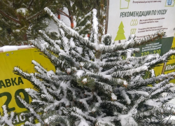«На старт, внимание… ёлка!» В Тамбове стартует продажа новогодних деревьев 