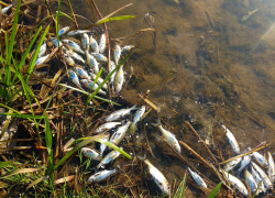 В Тамбовской области снова погибла рыба