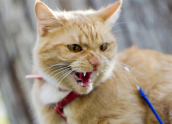 «Бешеный» кот вызвал переполох в Пахотном Углу Бондарского района