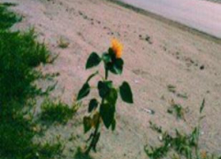 Одинокий, но гордый подсолнух вырос на обочине дороги в Тамбове 