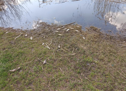 В Знаменском округе в реке погибла рыба, возбуждено уголовное дело