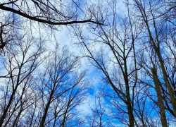 Облачная погода и оттепель сохраняются в Тамбове на текущей неделе