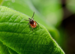 За прошедшую неделю тамбовские клещи покусали 40 детей