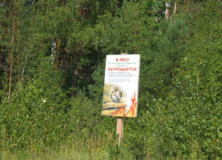 Директора Рассказовского лесхоза подозревают в мошенничестве