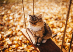 В Тамбове ожидаются тёплые выходные