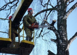 Старые тополя Мичуринска обретут новую крону