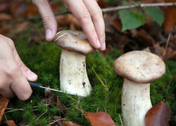 15 человек отравились грибами в Тамбовской области