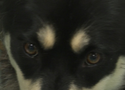 В Тамбовской области фельдшера поликлиники на вызове покусала собака пациентки