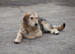 В Тамбове бродячие собаки терроризируют маленьких тамбовчан