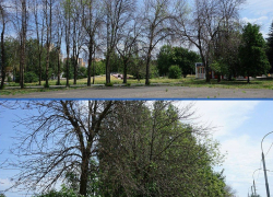 В Тамбове от жука-вредителя погибло более тысячи деревьев