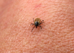 За последние дни в больницы обратились 66 тамбовчан с укусами клещей