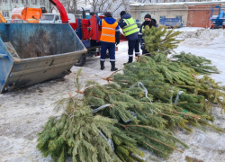 В Тамбове в рамках экологической акции собрали 60 кубов новогодних ёлок