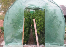 На даче в Котовске у пенсионера обнаружили парник с коноплёй