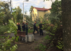 В Котовске до сих пор не убраны поваленные ураганом деревья 