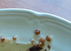 Минобрнауки проверило столовую тамбовского колледжа из-за таракана в гречке