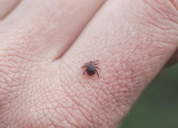 В Тамбовской области продолжают зверствовать клещи