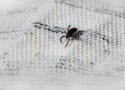 224 человека за неделю пострадали от клещей в Тамбовской области