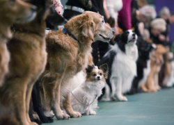 Тамбовчан приглашают посетить Всероссийские выставки собак