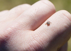 В Тамбовской области появились первые жертвы укусов клещей