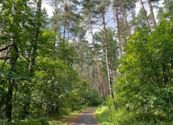 В Тамбовской области запретят ездить в лес, чтобы не было пожаров