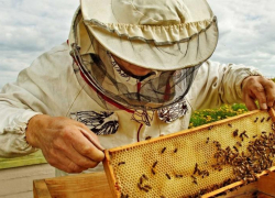 Петровский пасечник отсудил более миллиона рублей у предпринимателя, отравившего пчёл химикатами