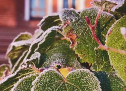 В начале недели ожидается лёгкий мороз и снег