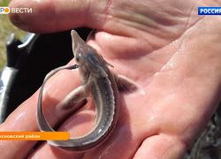 В Цну выпустили мальков краснокнижной стерляди