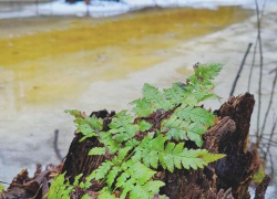 Самым тёплым днём на этой неделе станет среда