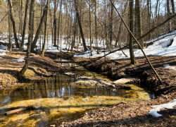 В Тамбове на этой неделе потеплеет до +12 градусов
