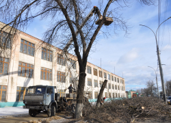 Тамбовчане смогут узнать в онлайн-сервисе, куда пропадают деревья с городских улиц