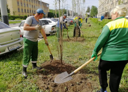 Власти Тамбова закупили больше 1000 саженцев деревьев за 4,4 миллиона рублей