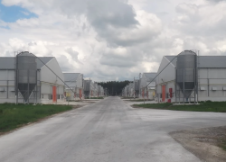 Токарёвской птицефабрике в пятнадцатый раз пригрозили банкротством