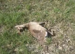 В Тамбовской области в ДТП погибла дикая косуля