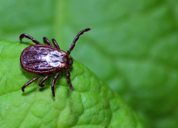 Клещи перекусали почти 2 000 тамбовчан