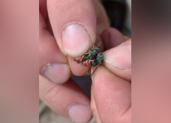 В Воронинском заповеднике обнаружили новое насекомое из Красной Книги 